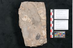 Foto (Objekt + Etikett) von Ficus sagoriana Ettingshausen (NHMW-GEO-2024-0188-8060a)